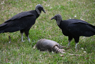 Close-up of bird on field