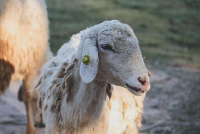 Close-up of an animal