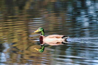 Duck swimming in a lake