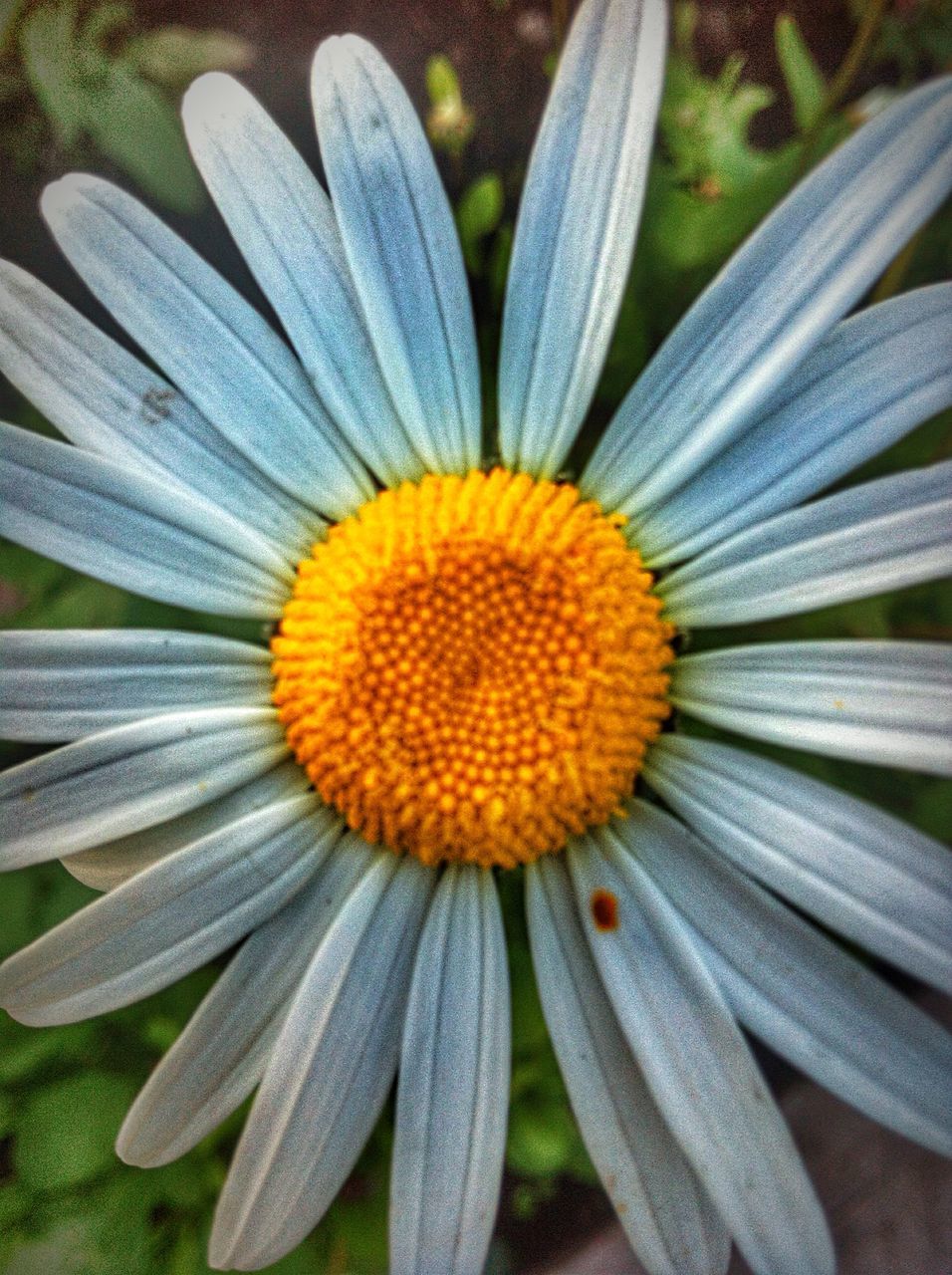 flower, petal, freshness, flower head, fragility, growth, yellow, beauty in nature, single flower, close-up, pollen, nature, blooming, plant, daisy, in bloom, high angle view, focus on foreground, day, stamen