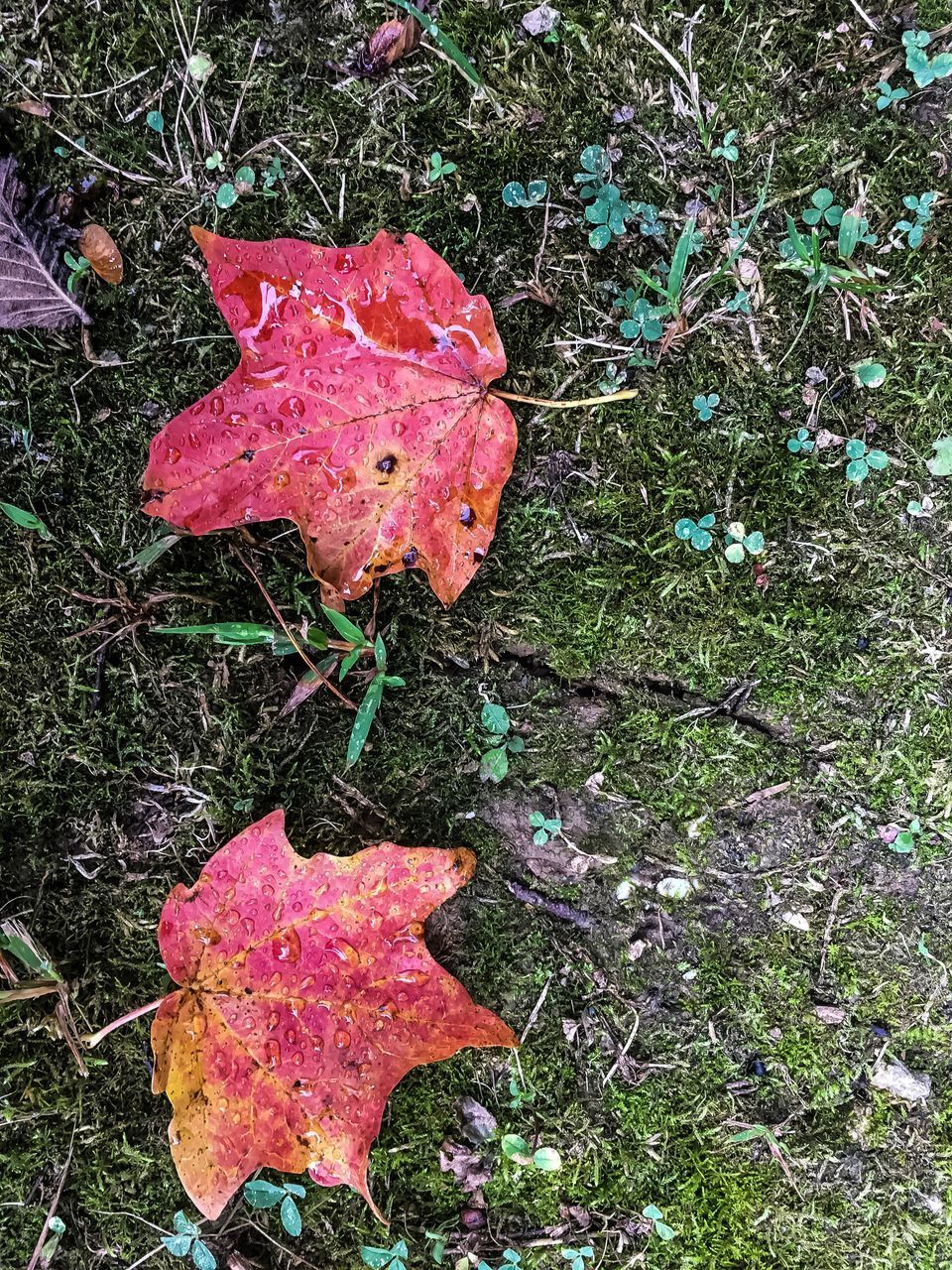 HIGH ANGLE VIEW OF DRY LEAF ON FIELD