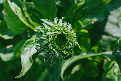 Close-up of flowering plant