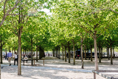 Street amidst trees in park