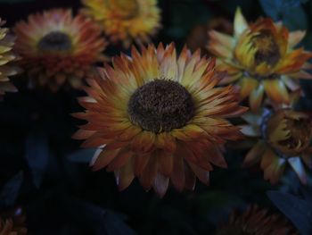 Close-up of yellow flower