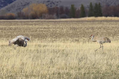 Sand hill cranes dancing in a field with each other