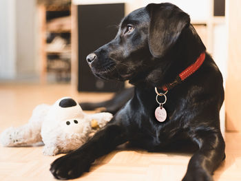 Black dog looking away while sitting on floor at home