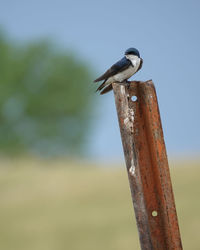 Close-up of bird perching on wooden post