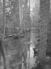 View of lake in forest