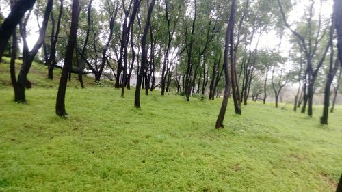 Trees in forest