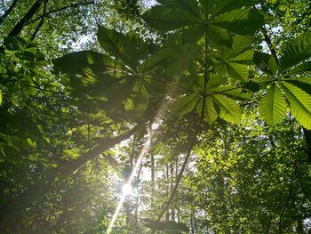 Low angle view of sunlight streaming through trees