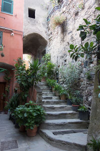 Steps amidst plants