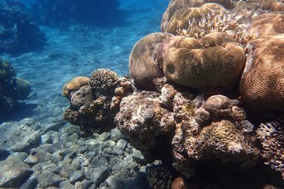 Close-up of corals in sea