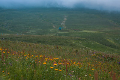 Scenic view of grassy field