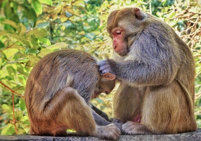 Monkey sitting outdoors