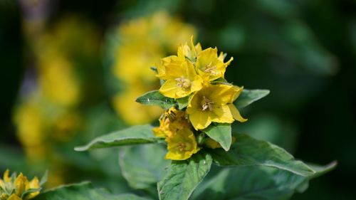 Close-up of yellow flowering plant