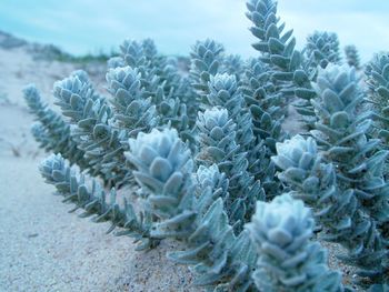 Close-up of succulent plant