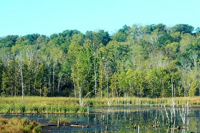 Scenic view of lake in forest against clear sky
