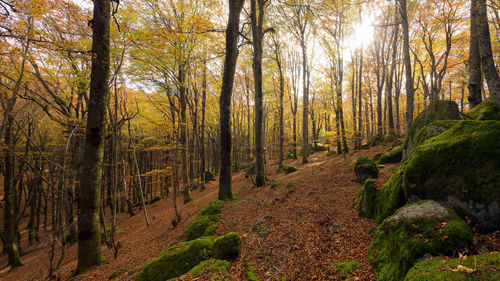 Trees in forest during autumn