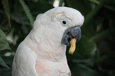 Close-up of parrot perching outdoors