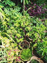 Close-up of plants