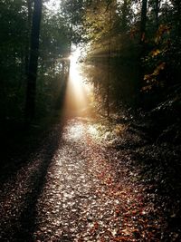 Sun shining through trees