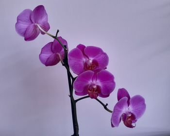 Close-up of pink orchid against blue sky