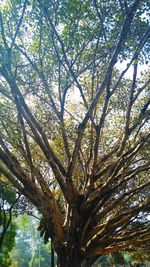 Low angle view of trees in forest