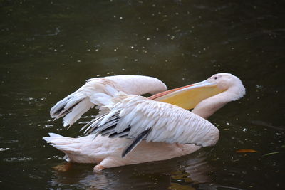 Close-up of swan swimming in lake