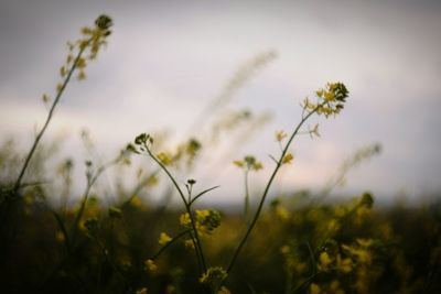 Close-up of plant growing on field