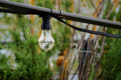 Close-up of wet light bulb against trees