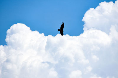 Low angle view of bird flying in sky