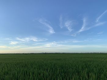 Scenic view of agricultural field against sky