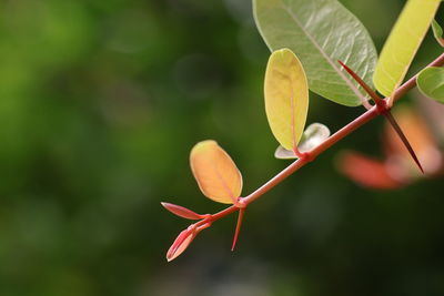 Close-up of plant