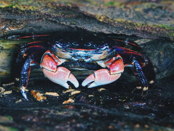 Close-up of crab on rock