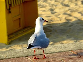 Close-up of seagull perching on wall