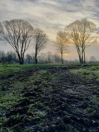 Bare trees on grassy field