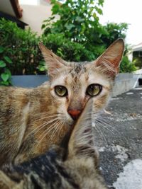 Close-up portrait of a cat