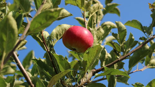 Low angle view of apples on tree against sky