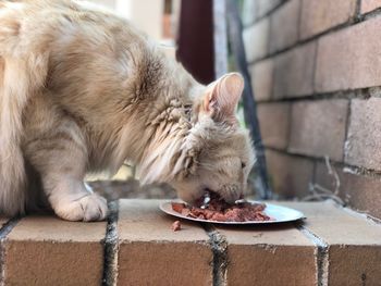 Close-up of cat sitting outdoors