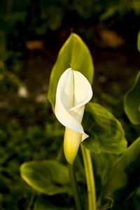 Close-up of white flowers