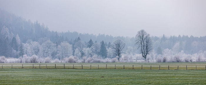 Trees on field against sky during winter