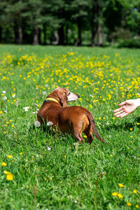Daschund dog is playing with her owner on the green grass in the park.