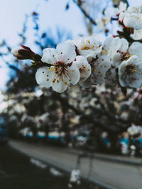 Close-up of white cherry blossom