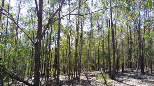 Trees in forest against sky