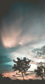 Low angle view of silhouette trees against sky during sunset