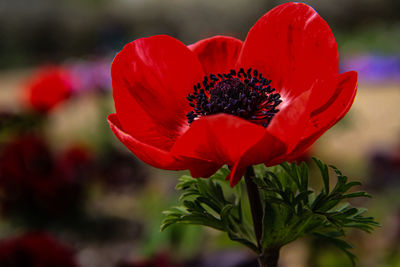 Close-up of red flower