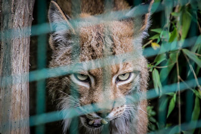 Portrait of cat in zoo