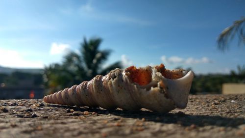 Close-up of seashell during sunny day