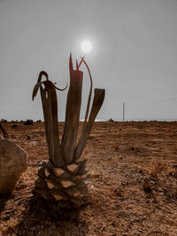 Plant growing on field against sky