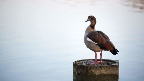 Egyptian goose perching on structure at lake 